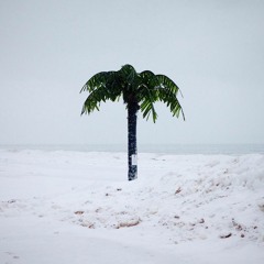 Icecold Palms