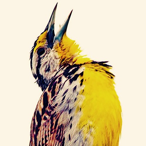 LARK_crash