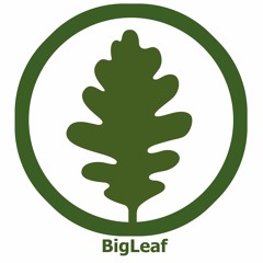 bigleafband