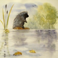 Floating Porcupine