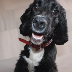 David (TheDeadLife_YT)