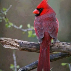 Lovely bird