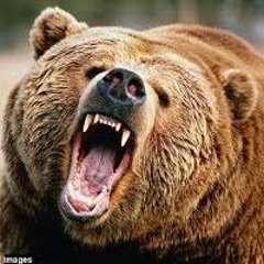 Grizzleybear77