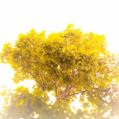 Root Dimensionz