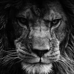 Bold As A Lion Ministries