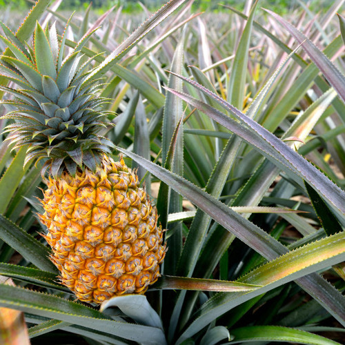 Pineapple’s avatar