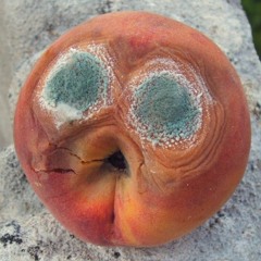 Muffa