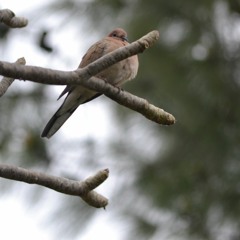 Zainab Akif Kitchlew