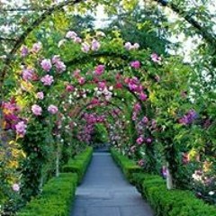 ام سلمى العودات