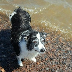 andy, buts this is my dog Molly