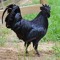Techno Black Rooster