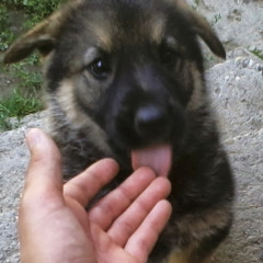 Florinu Flronel