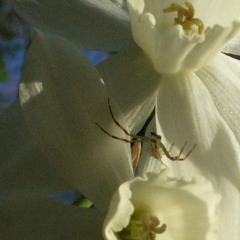 Damer_Flinn