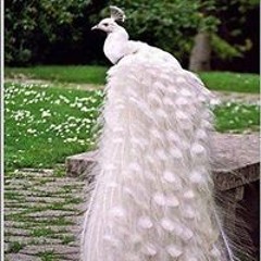 wafaa.samer2018@gmail.com