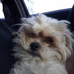 Nichole Farruggia Dixon