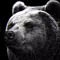 rinthegrizzly