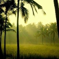 Rishad P Pulikkal