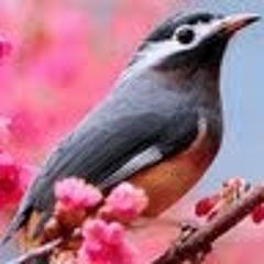 شيخ ياسر الدوسري يصلي خلف مقام إبراهيم عليه السلام، بعد إعادة فتح المطاف