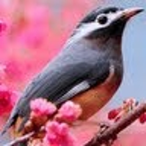 شيخ ياسر الدوسري يصلي خلف مقام إبراهيم عليه السلام، بعد إعادة فتح المطاف