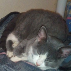 NyanCat