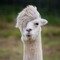 Alpacalypse
