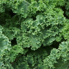 Kale