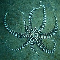 Mimic Octopus