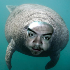Evil Manatee