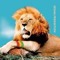 Leo_Carp