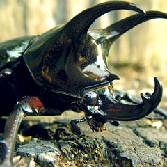RU55O