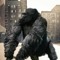 Urban Gorilla