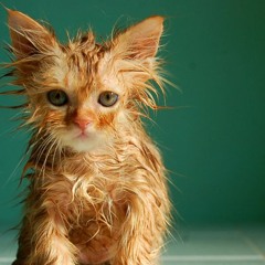 WetKitty