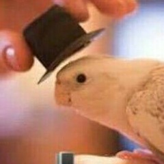 Chef Big Bird