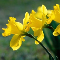 daffodil79