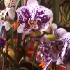 Mari Flores Mari Pinzon