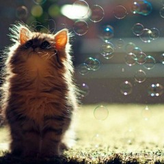 PurrBubble