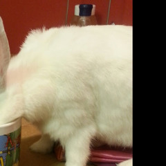 temmie :3