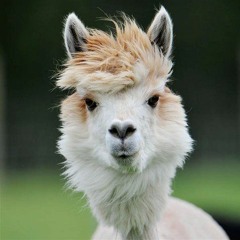 Legendaryllama374
