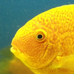 fishface12