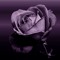 Dark and Beauty