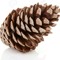 Pinecone