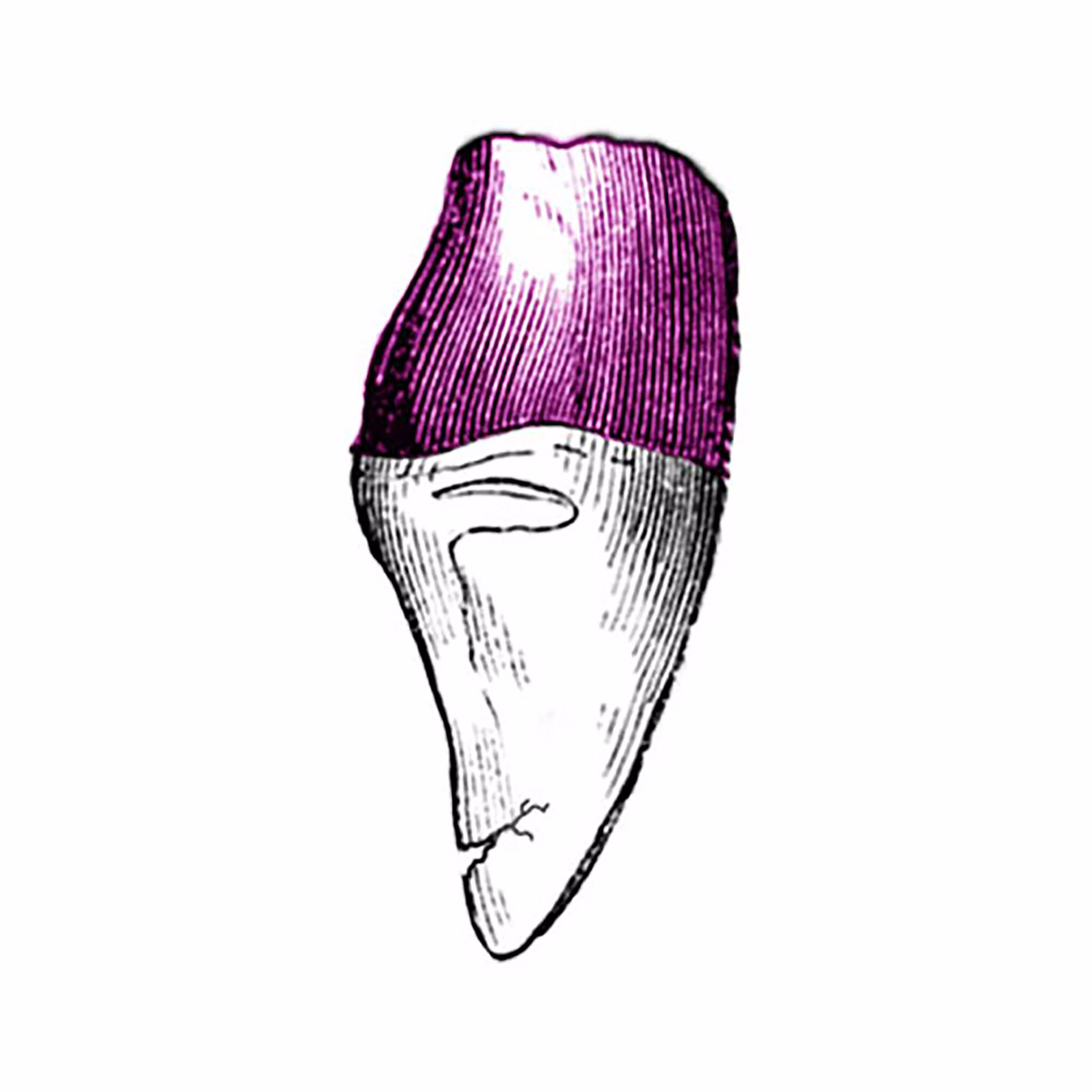 The Snaggletooth podcast artwork