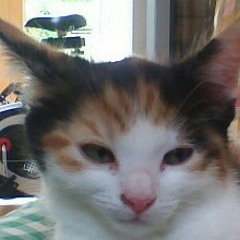 Illuminated_Cat