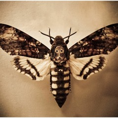 hawkmoth