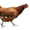 prankster chicken