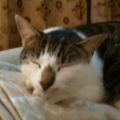 Nasher_133