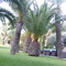 olfa daoud
