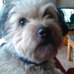 Francesc Vidal Martinez