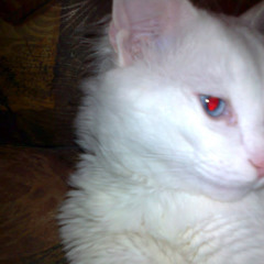 Viktoriya SummerSnow)