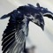 Corvus